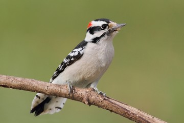 Aufkleber - Downy Woodpecker (Picoides pubescens)