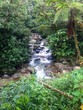 rainforest riwer en Ecuador