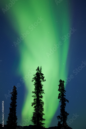 Tapeta ścienna Yukon tajga świerk zorza polarna zorzy borealis
