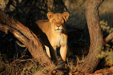 Poster - Lioness in natural habitat