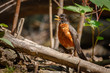 American robin on a branch