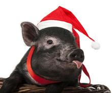 A Cute Little Pig With Santa Cap Sitting In A Basket
