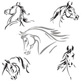 Fototapeta Konie - horses heads