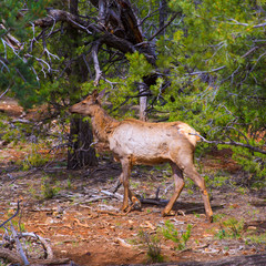 Fototapete - Elk Deer grazing in Arizona Grand Canyon Park