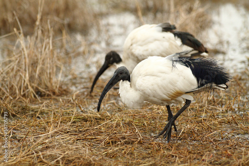 Naklejka samoprzylepna Święty ibis