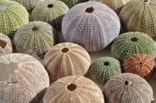 Colourfull Sea Urchin Shells