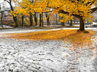 Fotomurales - Park in Autumn. The first snow.