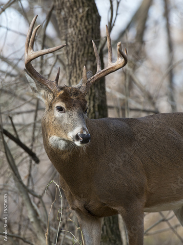 Naklejka samoprzylepna Largewhitetail deer