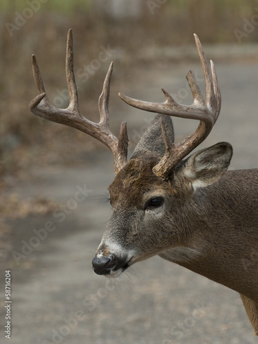 Naklejka samoprzylepna Zbliżenie jeleni whitetail