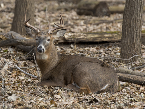 Naklejka samoprzylepna Rsting deer