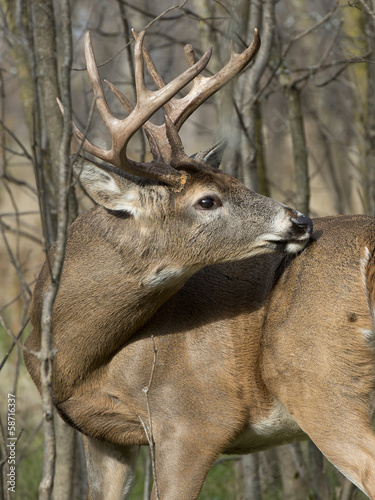 Naklejka samoprzylepna Jeleni whitetail