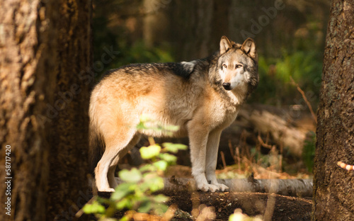 Fotoboard na płycie Północnoamerykański timberwolf dziki zwierzę, wilk, kieł, drapieżnik, alfa