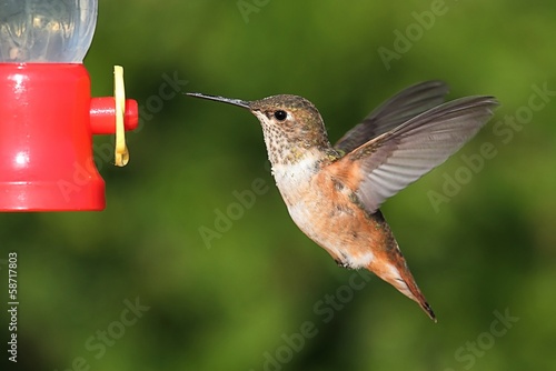 Naklejka samoprzylepna Koliberek allens (selasphorus sasin)