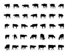 Vector Of Cow / Dairy Cattle Silhouettes