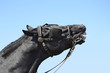 Beautiful black horse neighing against a blue sky