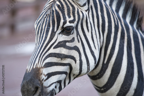 Board z aluminiowym obramowaniem Zebra