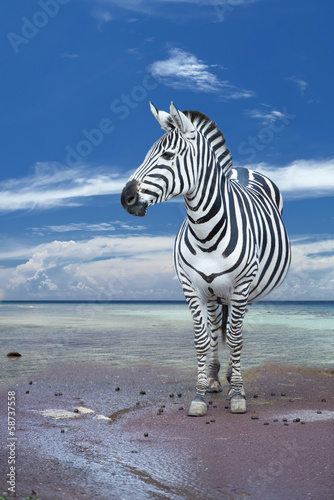 Board z aluminiowym obramowaniem Zebra