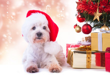 Christmas Sweet White Dog 