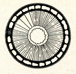 Wall Mural - Flax stem cross-section