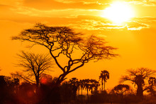 Orange Glow Of An African Sunset