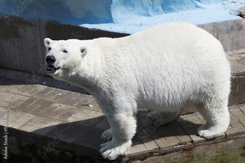 Board z aluminiowym obramowaniem Piękny niedźwiedź polarny w zoo.