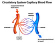 Circulatory System - Capilary blood flow