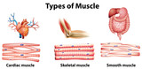 Fototapeta  - Types of muscle