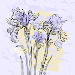 Poster - Iris flower vector illustration.