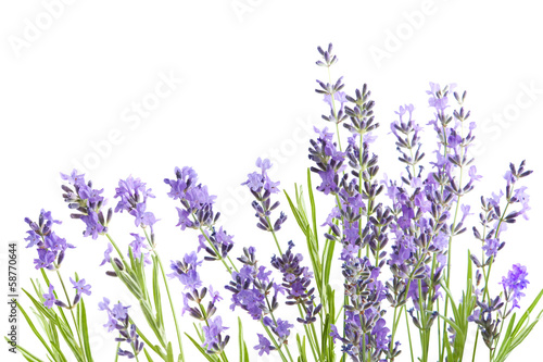 Naklejka na drzwi lavender isolated on white background