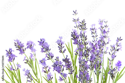 Naklejka - mata magnetyczna na lodówkę lavender isolated on white background