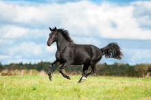 Black Horse Running On The Meadow