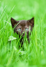 Adorable Black Kitten Sitting In The Grass