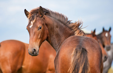 Young horse looking back