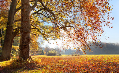 Fototapete - Autumn Landscape. The bright colors of autumn trees.