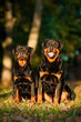 Two rottweilers sitting in the park