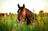 Fototapeta Konie - Bay horse lying on the grass in the morning