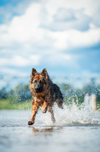 German Shepherd Dog Running In Water