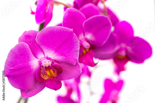Obraz na płótnie canvas czteroczęściowy "tetraptyk" Orchidea