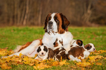 Saint Bernard Dog With Puppies In Autumn