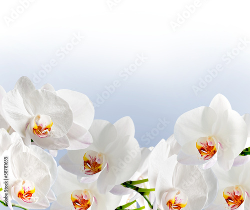 biala-orchidea