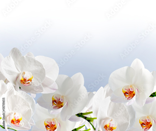 Fototapeta na wymiar White orchidea