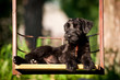 Giant schnauzer puppy lying on the seesaw