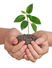 Sapling in hands