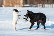 Two dogs playing in winter