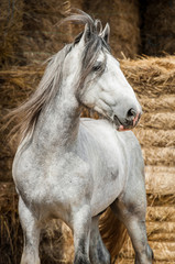 Fotoroleta piękny koń twarz