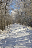 Fototapeta Na ścianę - Winter path