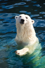 polar bear