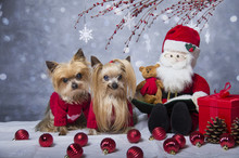 Christmas Yorkshire Terrier Dogs