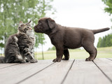 Fototapeta Zwierzęta - cat and puppy friendship- meeting meet