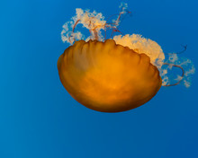 An Orange Jellyfish Swimming Upside Down In Blue Water.